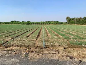 ขายที่ดินสวย เนื้อที่10ไร่ ตำบลวังศาลา อำเภอท่าม่วง จังหวัดกาญจนบุรี เหมาะลงทุน,ทำเกษตร,ทำจัดสรร