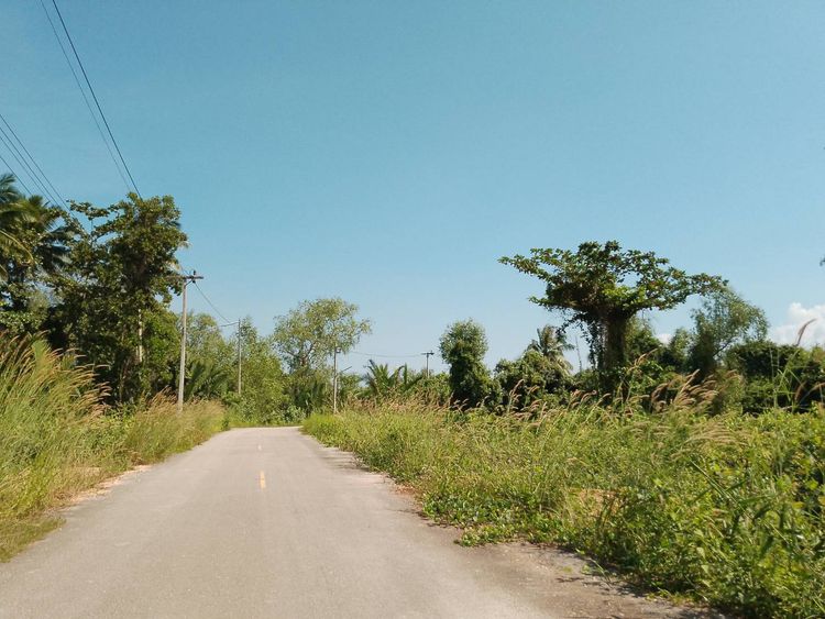 ขายที่ดินทำเลทอง   ตำบลบางชนะ อำเภอเมือง  จังหวัดสุราษฎร์ธานี, ภาพที่ 4