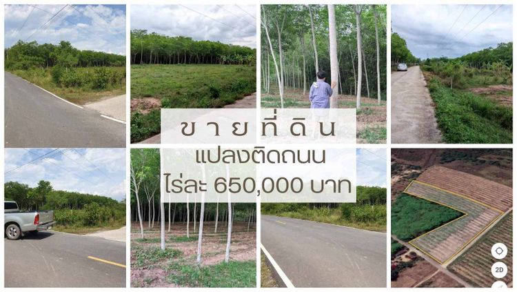 ถูกกว่านี้ไม่มีอีกแล้ว! ที่ดินพร้อมต้นยาง6ปี ทำเลทอง ติดถนนคอนกรีต2ฝั่ง, ภาพที่ 4