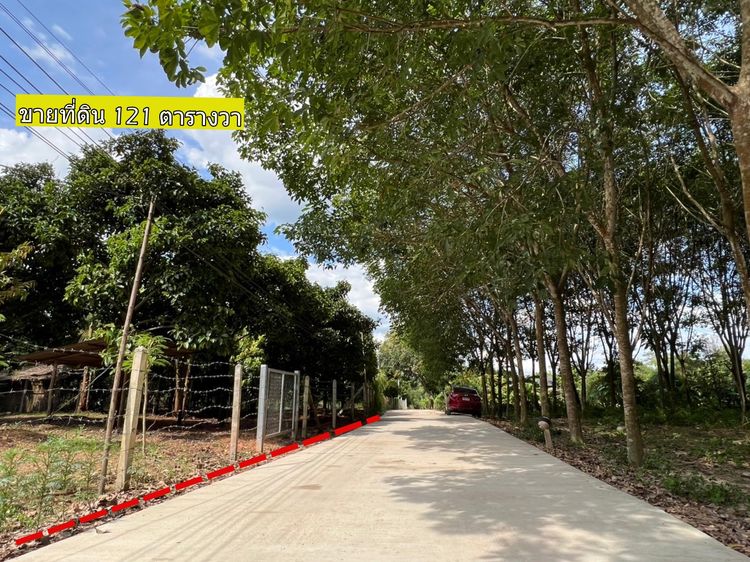 ขายสวนผลไม้ผสม 121 ตร.วา ห่างจากถนนสุขุมวิท 1 km ต.แกลง อ.เมืองระยอง , ภาพที่ 4