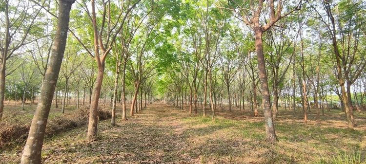 ขายที่ดิน 7ไร่ 20ตรว. ติดถนน พร้อมสวนยางพาราประมาณ 400ต้น, ภาพที่ 4