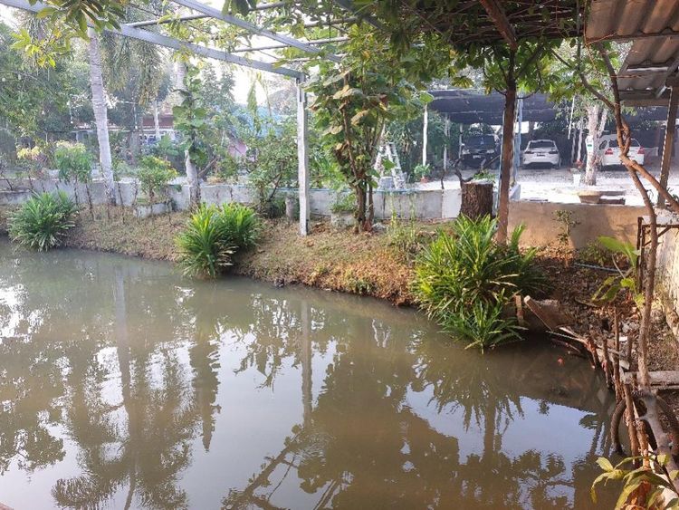 ให้เช่าเหมาะทำกิจการบ้านในสวน 100ตรว.มีบ่อปลา บ่อตกกุ้ง อ.บางเลน, ภาพที่ 4