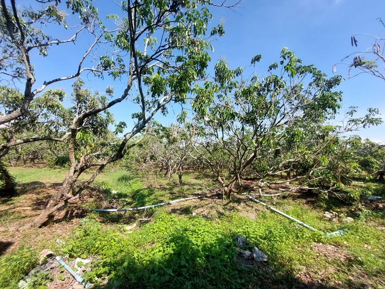 ขาย ที่ดิน ตำบลหนองตอง อำเภอหางดง จังหวัดเชียงใหม่, ภาพที่ 4