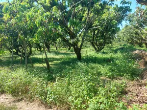 ขาย ที่ดิน ตำบลหนองตอง อำเภอหางดง จังหวัดเชียงใหม่
