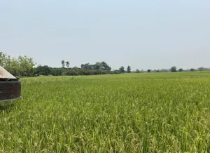  ขายที่ดิน ที่ดิน 13 ไร่  ตำบลขุนคง อำเภอหางดง จังหวัดเชียงใหม่ 