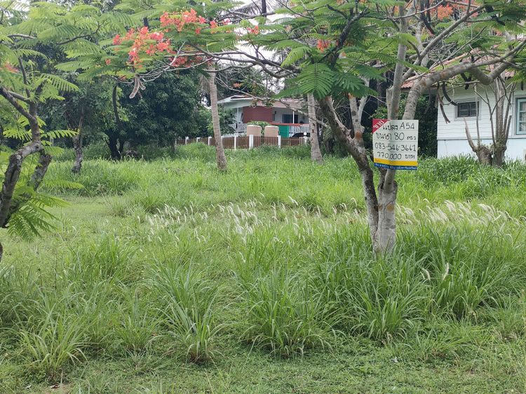ขายที่ดิน จัดสรร 80 ตร.ว. โครงการบ้านเนินน้ำ แวดล้อมด้วยธรรมชาติ เพียง, ภาพที่ 4