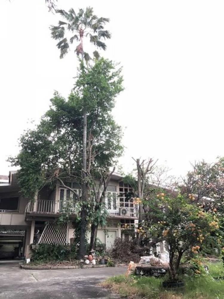 ขายที่ดินซอยพหลโยธิน1 ซอยพหลโยธิน3 (ซอยลือชา)  แขวงสามเสนใน เขตพญาไท, ภาพที่ 4