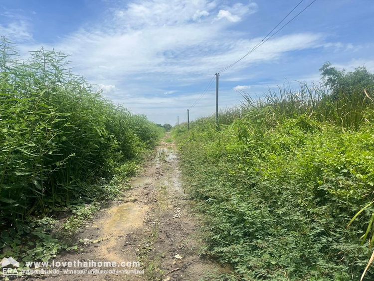 ขายที่ดิน ถนนคุ้มเกล้า43/1 ลาดกระบัง พื้นที่ 89 ตรว. ขายเพียง 750,000, ภาพที่ 4