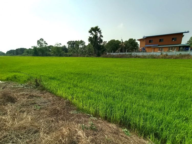 ขายที่ดินใกล้วัดปากกราน อยุธยา เนื้อที่ 5 ไร่ 3 งาน 84 ตร.ว., ภาพที่ 4