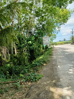 ขาย ที่ดิน ตำบลนาขยาด อำเภอควนขนุน จังหวัดพัทลุง