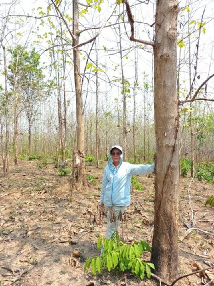ขายที่ดิน(โฉนดครุฑแดง น.ส.4 จ.) พร้อมต้นสักทองเต็มพื้นที่  6 ไร่ 1 งาน , ภาพที่ 4