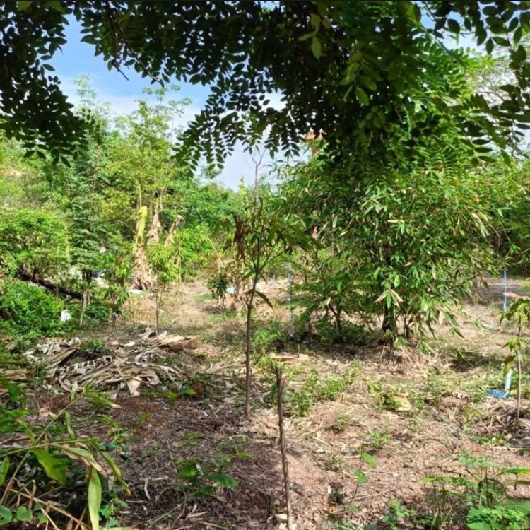 ขายที่ดินติดรั้วรพ.ศูนย์มะเร็งอุดร138ตรว., ภาพที่ 4