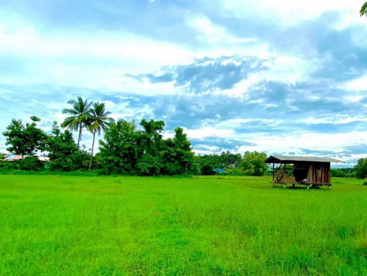 ขาย ที่ดิน เปล่า แปลงสวยมาก 3 ไร่ 12 ตร.ว. อ.สันทราย จาก.เชียงใหม่ , ภาพที่ 4