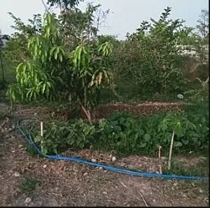 ขายที่ดินพร้อมบ้าน เนื้อที่ 1ไร่ ตำบลกองนาง อำเภอท่าบ่อ จังหวัดหนองคาย 