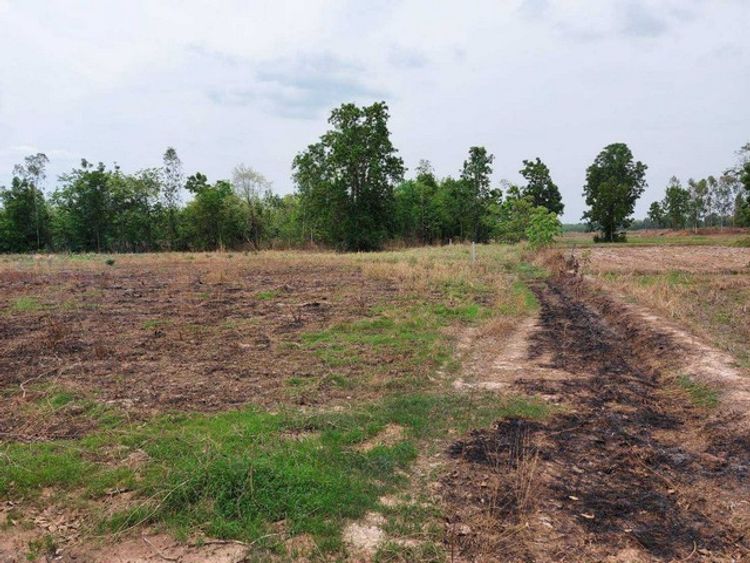 ขายที่ดินใกล้วัดพิพัฒน์มงคล หมู่บ้านหนองหมื่นชัย หมู่ 5 ต.ไทยชนะศึก , ภาพที่ 4