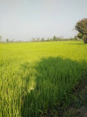 ขายที่ดิน ทำเลดี  ตำบลป่าสัก อำเภอเชียงแสน จังหวัดเชียงราย (เจ้าของขายเอง)