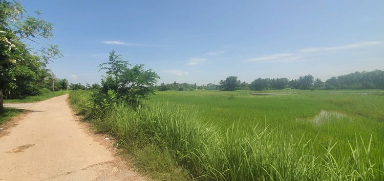 ขายที่ดิน 4 ไร่ สวยๆ เมืองกาฬสินธุ์ เหมาะปลูกบ้าน ทำไร่ทำสวนเกษตร, ภาพที่ 4