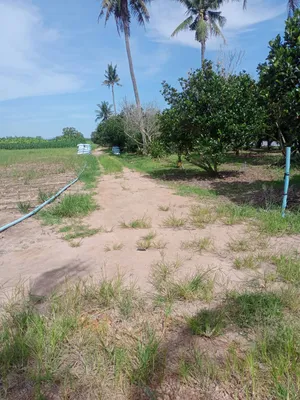 ขายที่ดิน ทำเลดี ตำบลหินเหล็กไฟ อำเภอหัวหิน จังหวัดประจวบคีรีขันธ์ (เจ้าของขายเอง)