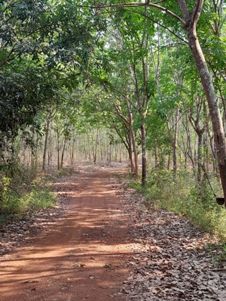 ขายที่ดินพร้อมสวนยางพารา อำเภอปากชม จังหวัดเลย จำนวน 38 ไร่, ภาพที่ 4