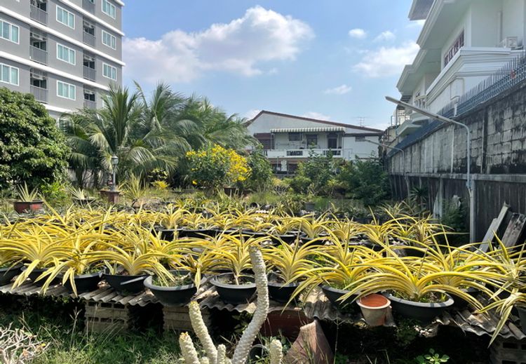 ขายและให้เช่าที่ดิน ซอยอ่อนนุช 14 ถนนสุขุมวิท 77 สวนหลวง กรุงเทพมหานคร, ภาพที่ 4