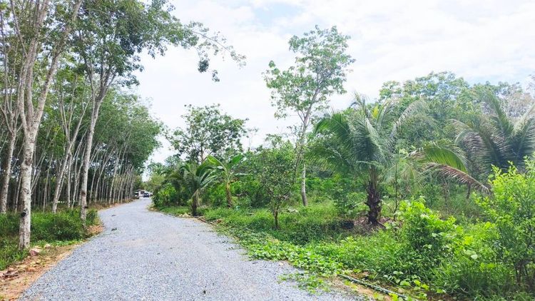 ขาย ที่ดิน ทำบ้านสวน อ.พรหมคีรีที่ดิน 5 ไร่ 2 งาน 80.6 ตร.วา มีบ้าน, ภาพที่ 4