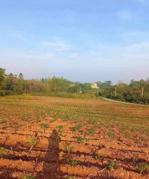 ขายที่ดินแปลงสวย ทำเลดี วิวดีติดเขาใหญ่ (ข้างหลังเป็นภูเขา)ข้างหน้าติดกับถนนใหญ่ เหมาะทำธุรกิจ 