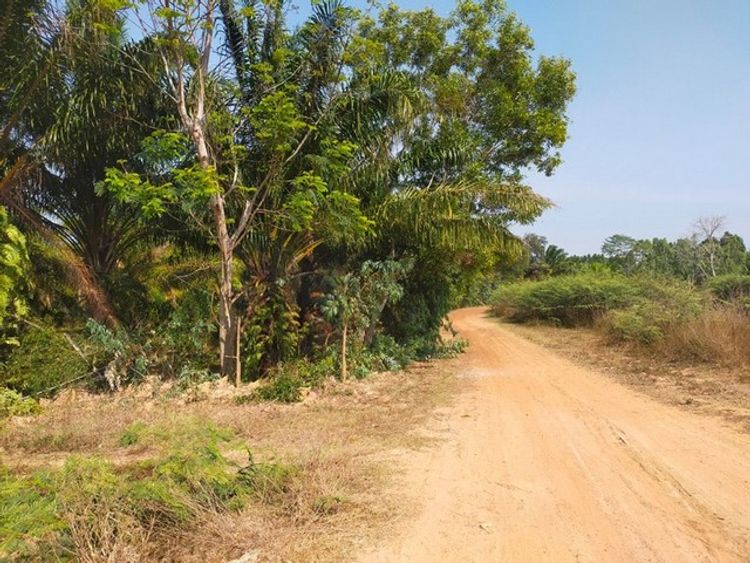 ขาย ที่ดิน ต.บักได อ.พนมดงรัก จ.สุรินทร์  PAP6-0368, ภาพที่ 4