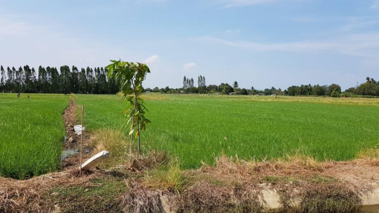 ขายที่ดิน ท่ามะกา กาญจนบุรี, ภาพที่ 4