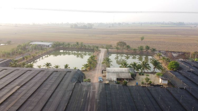 ขายที่ดิน พร้อมกิจการสวนกล้วยไม้ 43ไร่ นครปฐม เพียง**750,000/ไร่, ภาพที่ 4