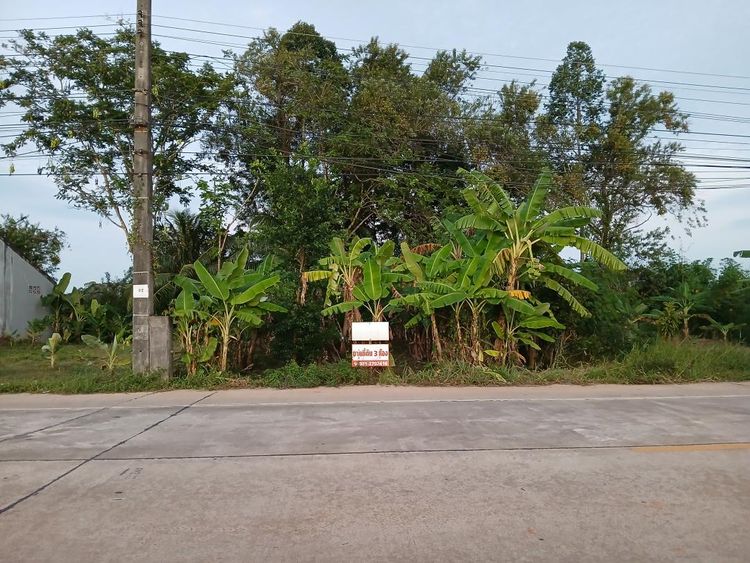 ขาย/ให้เช่า/หรือแลกเปลี่ยน ที่ดิน 3 ห้อง(66 ตร.ว.) 2 กม. อ.เมืองพัทลุง, ภาพที่ 4