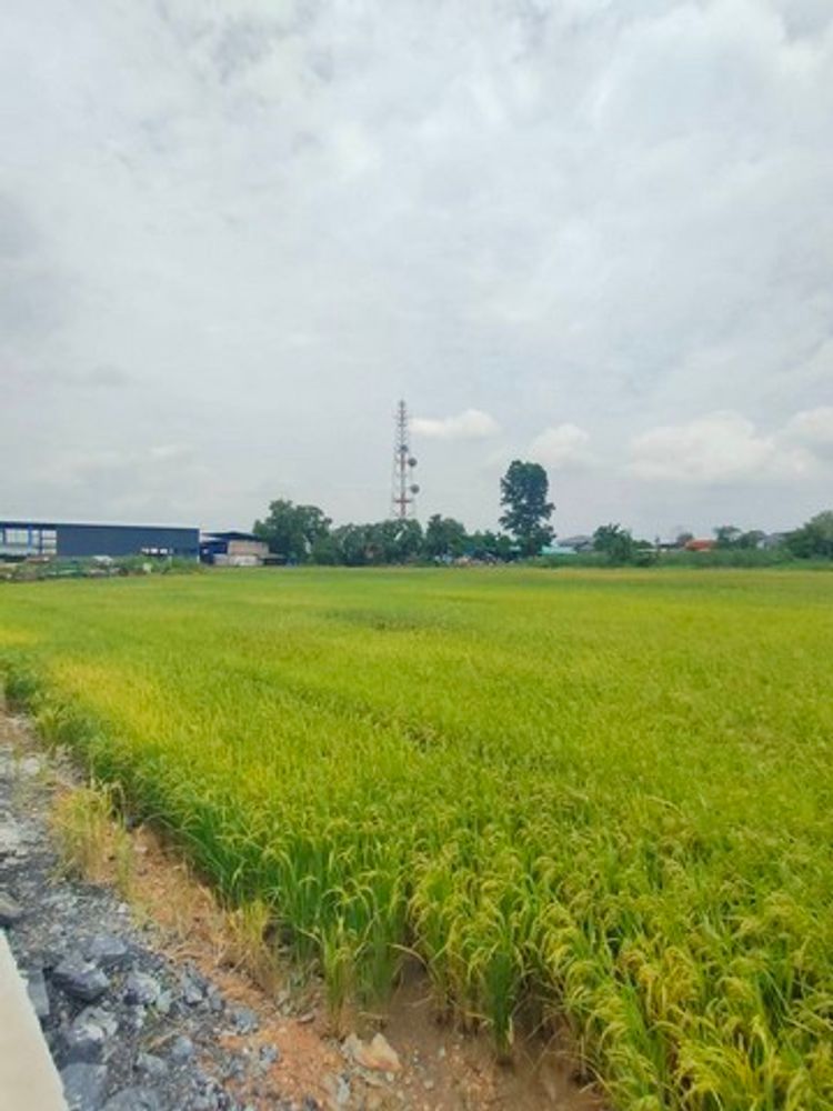 ขายที่ดินฉะเชิงเทราเขตEECผังสีม่วงจุดสีขาว5ไร่-30ไร่ถนนกว้าง 8-10 เมตร, ภาพที่ 4