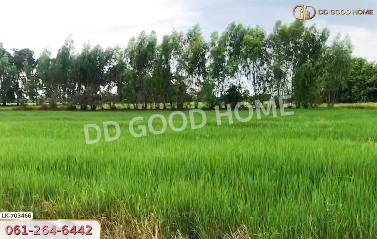 ที่ดินหนองบัว 25 ไร่ 77 ตร.ว. นครสวรรค์ ใกล้วัดหนองโบสถ์, ภาพที่ 4
