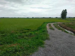 ขายที่ดิน 350,000฿/ไร่ ที่ดินตำบลเจดีย์อำเภออู่ทองจังหวัดสุพรรณบุรี