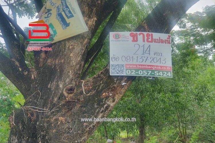 ที่ดินเปล่า หมู่บ้าน ฟีนิกซ์ ปาร์ค ซอยไอยรา 28 เนื้อที่ 214 ตรว., ภาพที่ 4
