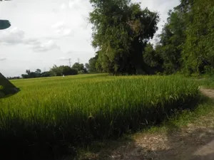 ขายที่ดินซอยเบนชะโดประชาร่วมใจ67 และ 69