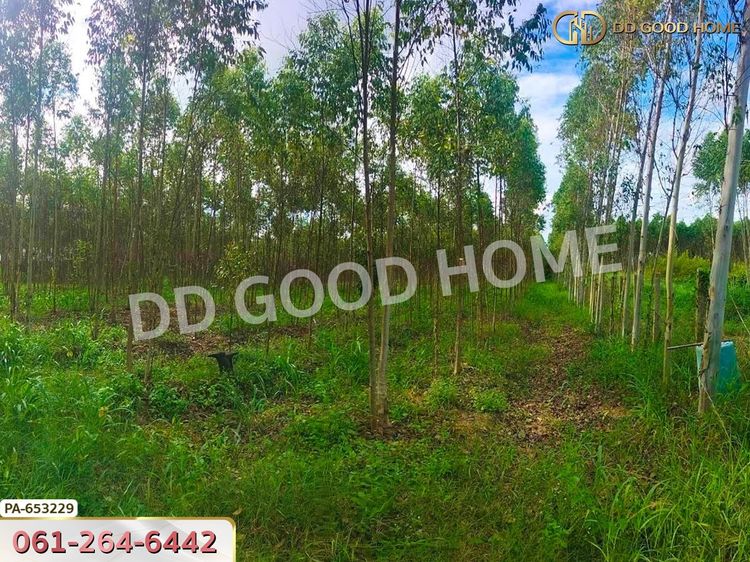 ที่ดิน เมืองสระแก้ว 14 ไร่ 309.6 ตร.ว. ใกล้วัดบ้านเนินผาสุก, ภาพที่ 4