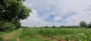ขายที่ดินปากช่อง ใกล้ถนนมิตรภาพ