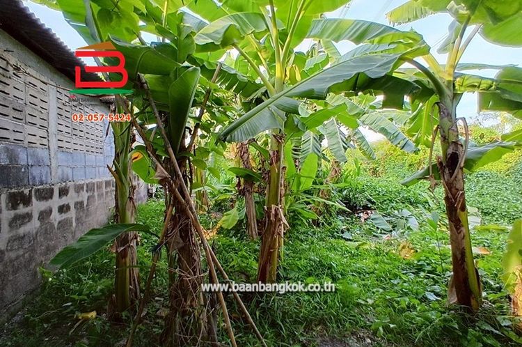 ขาย/เช่า ที่ดินถมแล้ว หมู่บ้านฉัตรหลวง เนื้อที่ 120 ตรว. ถนนกาญจนาภิเษก, ภาพที่ 4