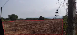 ขาย ที่ดิน ตำบลวังทอง อำเภอวังทอง จังหวัดพิษณุโลก