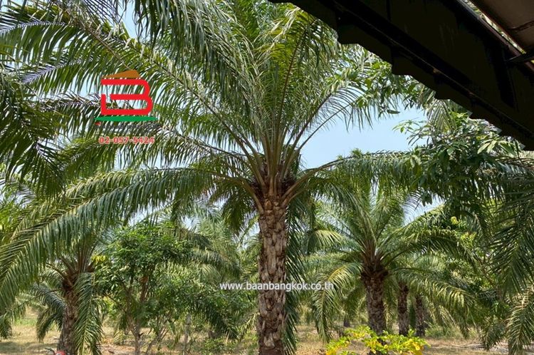  ที่ดินพร้อมบ้านเดี่ยว 1 ชั้น บ้านหนองตาด เนื้อที่ 14-3-79 ไร่ 33, ภาพที่ 4