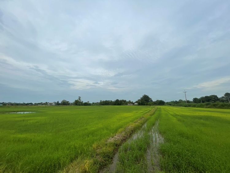 ขายที่ดินเปล่า ขนาด 24 ไร่ ทำเลทอง บรรยากาศร่มรื่น ใกล้แหล่งชุมชน, ภาพที่ 4
