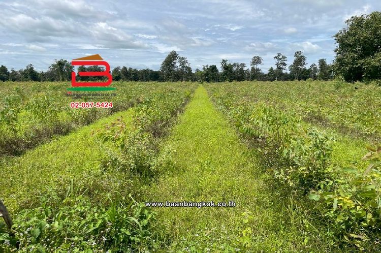 ที่ดินเปล่า หมู่บ้านโคกปราสาท เนื้อที่ 16-0-37 ไร่ (สามแยกบ้านยายพิมพ์,, ภาพที่ 4