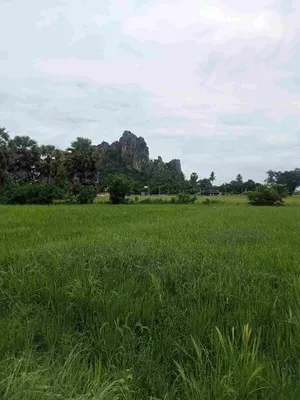 ขายที่ดินเปล่ากลางไร่ขายเท่าประเมิน เขาย้อย เพชรบุรี (ลงทุน+เกษตร)