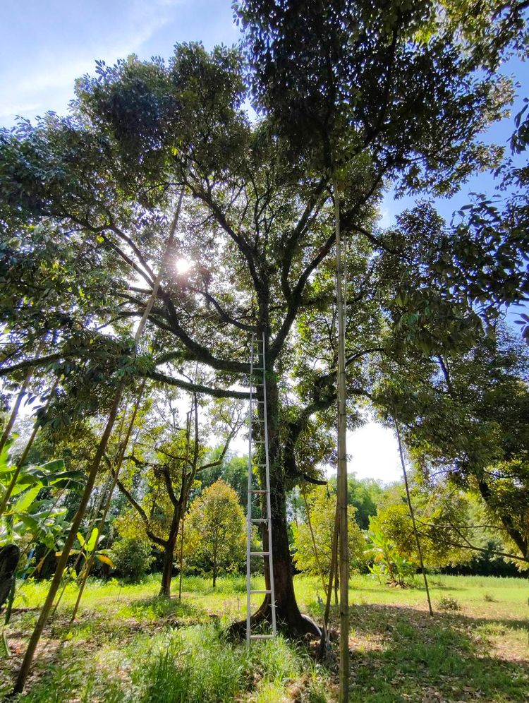 ขายด่วนสวนทุเรียน พร้อมบ้าน1หลัง โซนห้วยสะท้อน ท่าใหม่จันทบุรี, ภาพที่ 4