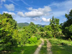 ขายด่วนสวนทุเรียน พร้อมบ้าน1หลัง โซนห้วยสะท้อน ท่าใหม่จันทบุรี