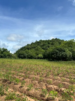 ขาย ที่ดิน ตำบลวังกระแจะ อำเภอไทรโยค จังหวัดกาญจนบุรี