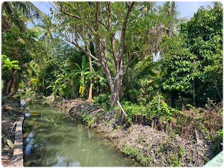 ขายด่วน! บ้านสวนทรงไทยริมน้ำ 3ไร่ 2งาน 56.5ตร.ว. บรรยากาศดีใกล้กรุงเทพ, ภาพที่ 4