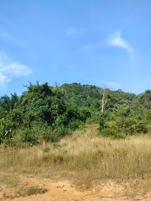 ขาย ที่ดิน ตำบลม่วงกลวง อำเภอกะเปอร์ จังหวัดระนอง