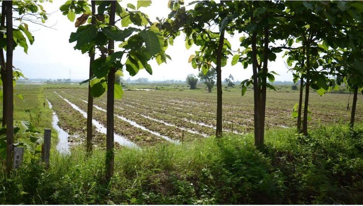 ขาย ที่ดิน ตำบลแม่ปืม อำเภอเมืองพะเยา จังหวัดพะเยา, ภาพที่ 4