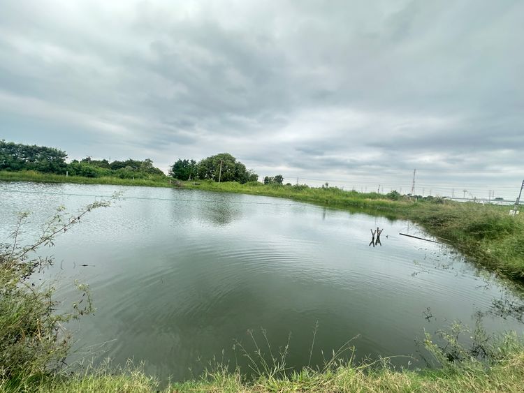ขายทีดินบ่อกุ้ง บ่อปลา ราคาถูกติดถนน ใกล้ถนน 3304, ภาพที่ 4